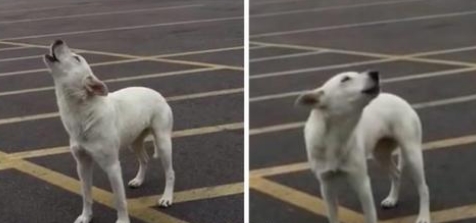Abandonnée sur un parking la chienne pleure pendant 9 jours seule avant d’être sauvée